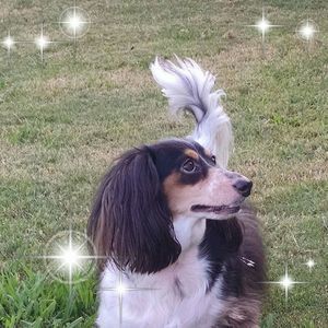 Meet your Posher, Sandy